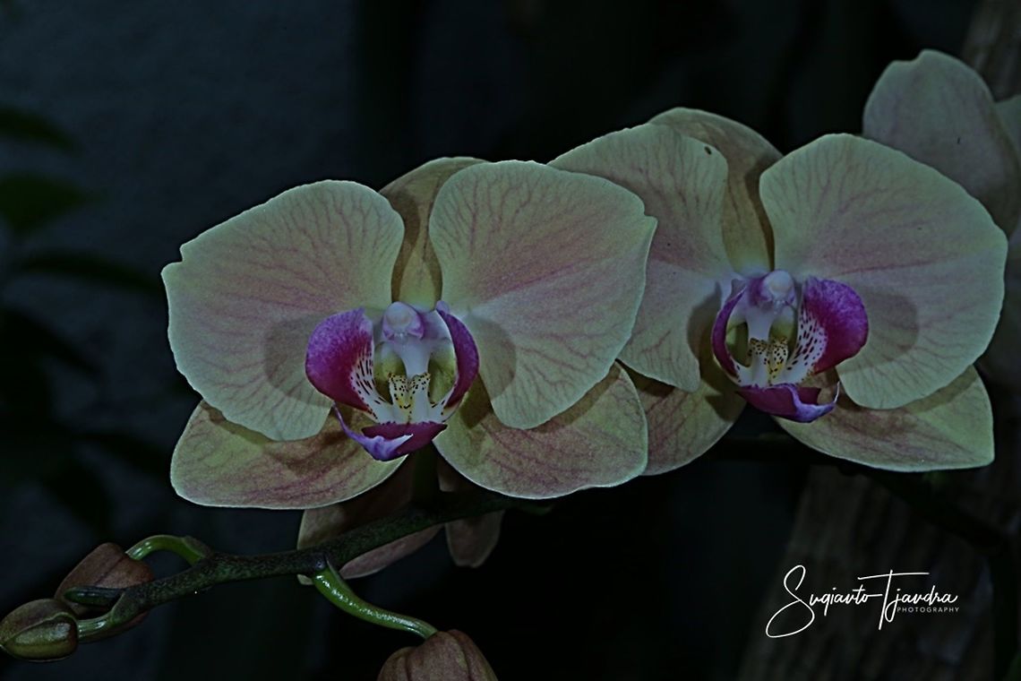 Orchid flower, Phaleonopsis (Orchidaceae)  Fall,Geotagged,Indonesia