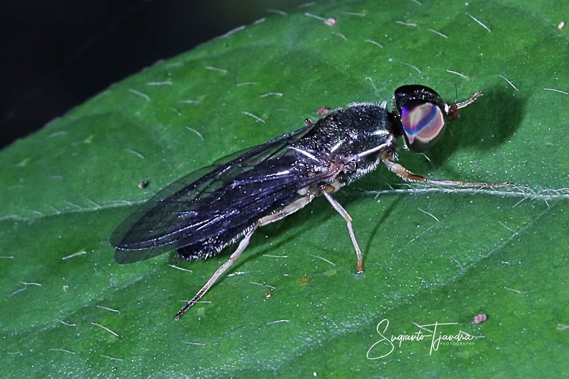 Black Soldier fly, Hermetia illucens (family Stratiomyidae)  Fall,Geotagged,Hermetia illucens,Indonesia