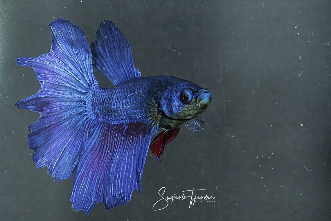 Siamese fighting fish ( Betta splendens )  Betta splendens,Fall,Geotagged,Indonesia,Siamese fighting fish or betta