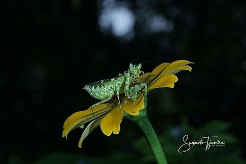 Flower mantis - Creobroter Sp on the Zinnia flower  Fall,Geotagged,Indonesia