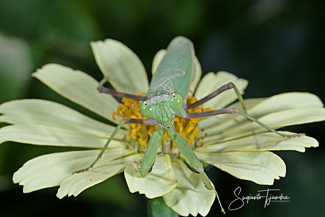 Praying Mantis/Giant Asian Mantis (Hierodula sp) on the Zinnia flower  Fall,Geotagged,Indonesia