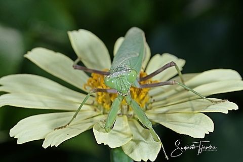Praying Mantis/Giant Asian Mantis (Hierodula sp) on the Zinnia flower  Fall,Geotagged,Indonesia