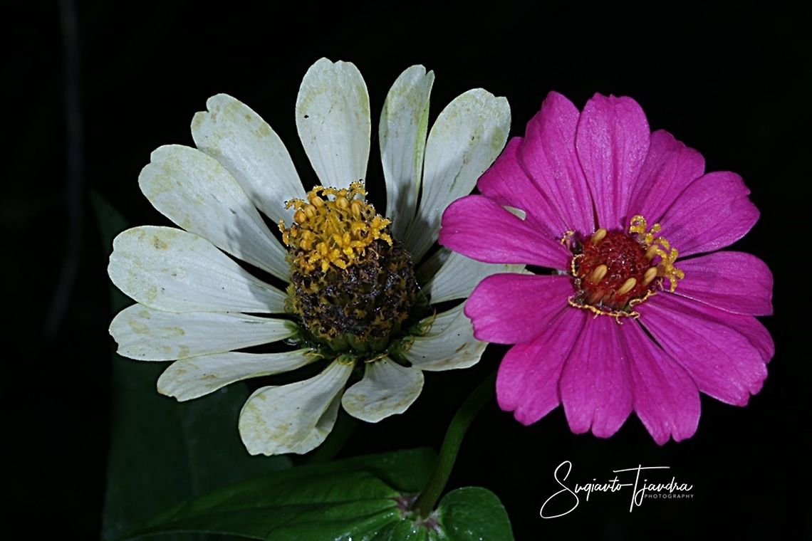 Zinnia flowers  Fall,Geotagged,Indonesia