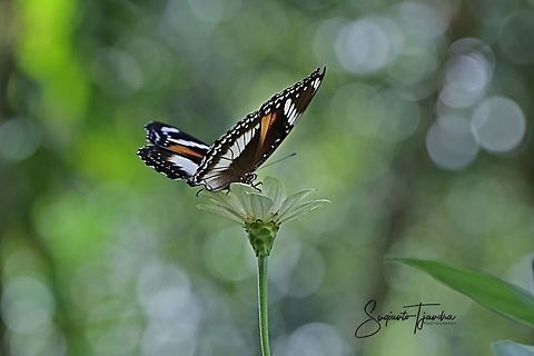 The great eggfly, Hypolimnas bolina bolina f nerina - female  Fall,Geotagged,Great eggflys,Hypolimnas bolina,Indonesia