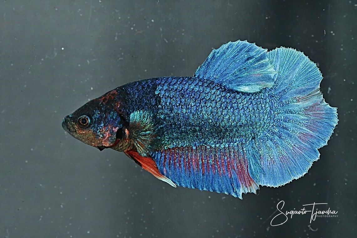 Betta Halfmoon Siamese fighting fish (Betta splendens)  Betta splendens,Fall,Geotagged,Indonesia,Siamese fighting fish or betta