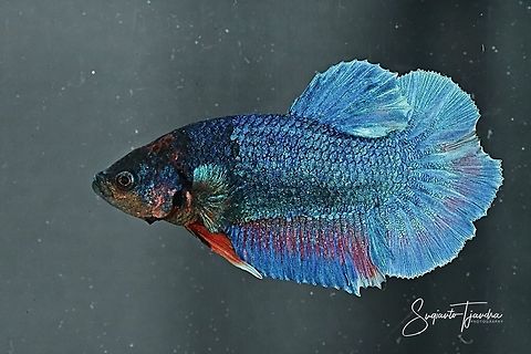 Betta Halfmoon Siamese fighting fish (Betta splendens)  Betta splendens,Fall,Geotagged,Indonesia,Siamese fighting fish or betta