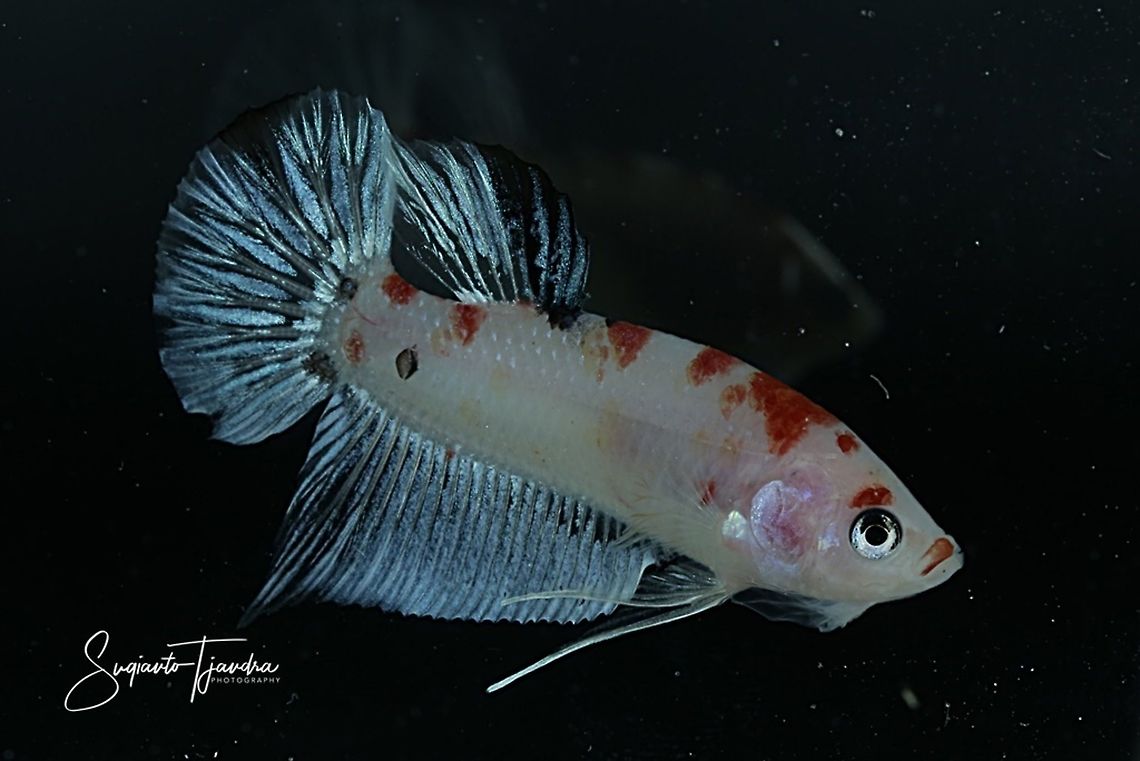 Betta Koi Fighting Fish  Fall,Geotagged,Indonesia