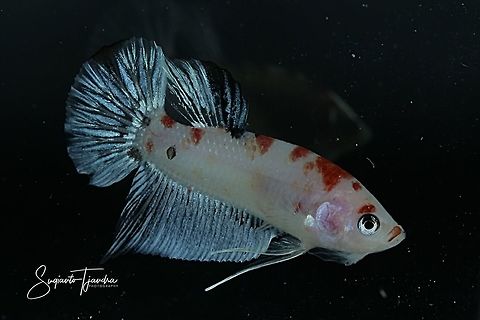 Betta Koi Fighting Fish  Fall,Geotagged,Indonesia