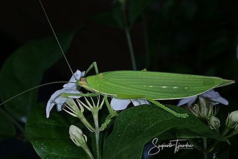 Katydid  Fall,Geotagged,Indonesia