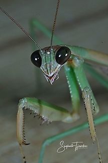 Praying Mantis, Mantidae  Fall,Geotagged,Indonesia