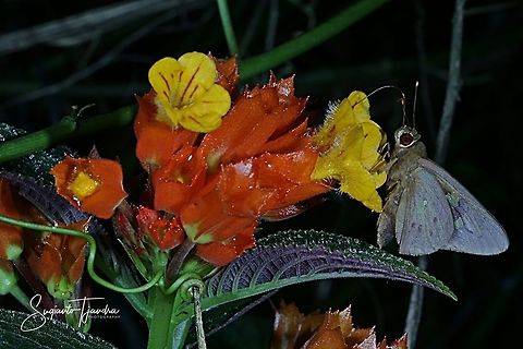 Red-Eyed Banana Skipper Butterfly, Erionota Thrax sucking nectar on the Sunset bells flowers (Chrysothemis pulchella)  Erionota thrax,Fall,Geotagged,Indonesia,Palm redeye