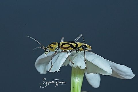 Bamboo Tiger Longicorn Beetle - Chlorophorus annularis (family Cerambycidae) on the Star Jasmine flower  Chlorophorus annularis,Fall,Geotagged,Indonesia