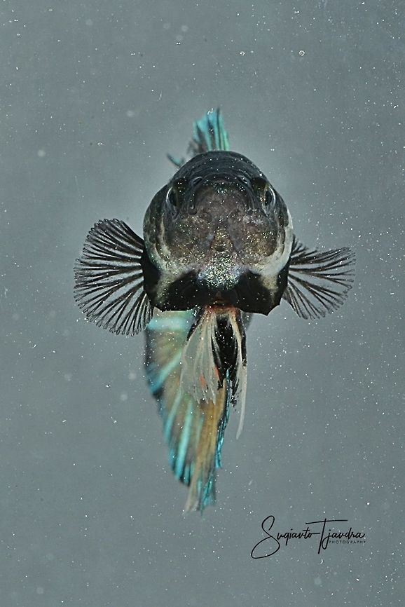Betta Halfmoon Siamese fighting fish (Betta splendens)  Betta splendens,Fall,Geotagged,Indonesia,Siamese fighting fish or betta