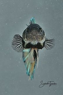 Betta Halfmoon Siamese fighting fish (Betta splendens)  Betta splendens,Fall,Geotagged,Indonesia,Siamese fighting fish or betta