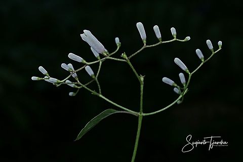 Candle flower of weeds  Geotagged,Indonesia,Summer