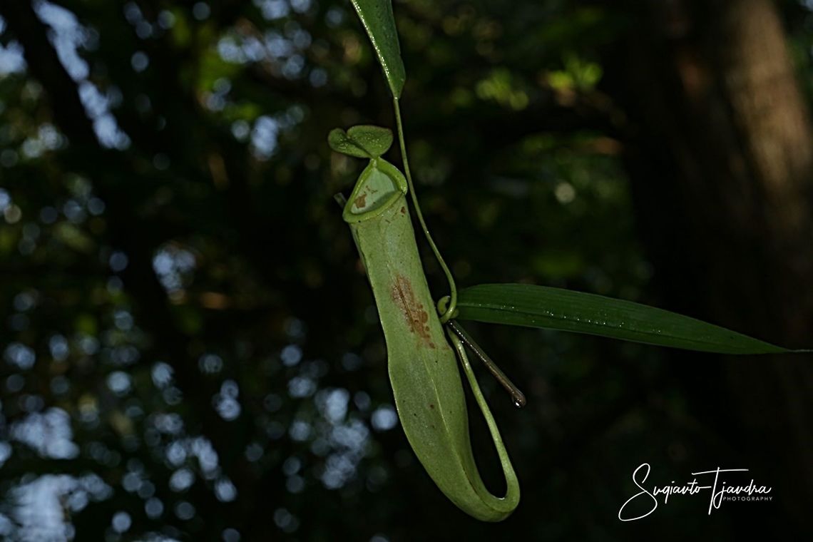 Kantong Semar/Ketuyut - Nepenthes Alata  Geotagged,Indonesia,Nepenthes alata,Summer