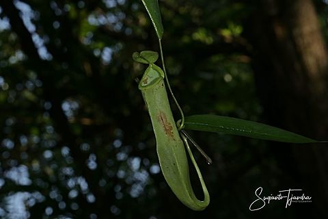 Kantong Semar/Ketuyut - Nepenthes Alata  Geotagged,Indonesia,Nepenthes alata,Summer