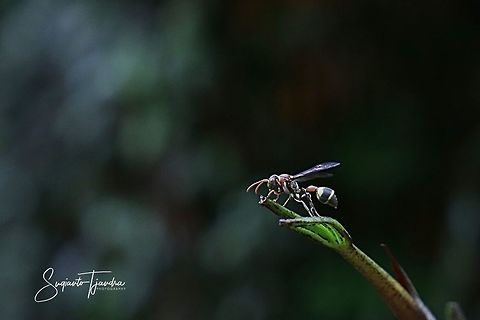 Small Brown Paper Wasp, Ropalidia Sp  Geotagged,Indonesia,Summer