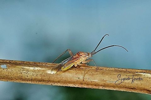 Plant bug (Hemiptera/Miridae)  Geotagged,Indonesia,Summer