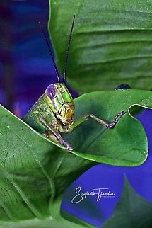 Green locust  Geotagged,Indonesia,Summer