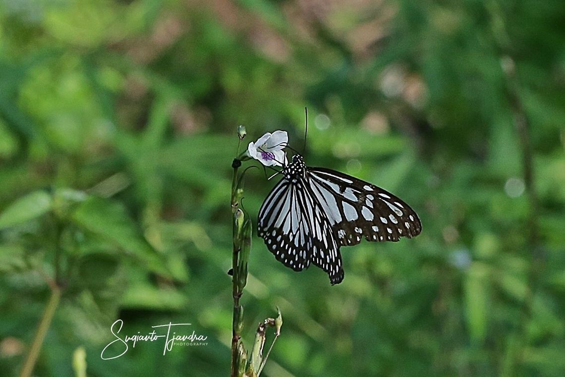 Dark Glassy Tiger (Parantica agleoides agleoides)  Dark Glassy Tiger,Geotagged,Indonesia,Parantica agleoides,Summer