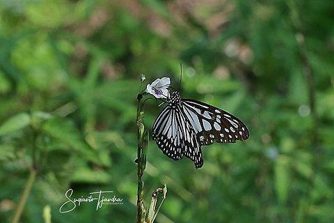 Dark Glassy Tiger (Parantica agleoides agleoides)  Dark Glassy Tiger,Geotagged,Indonesia,Parantica agleoides,Summer