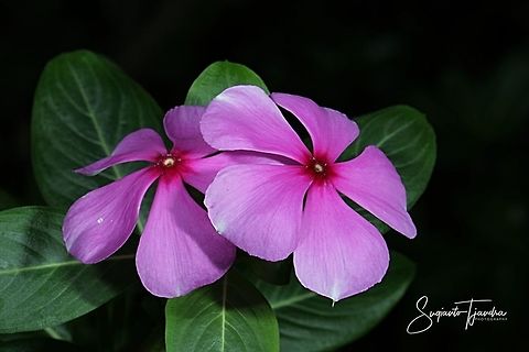 Tapak Dara / Madagascar Periwinkle, Apocynaceae  Fall,Geotagged,Indonesia