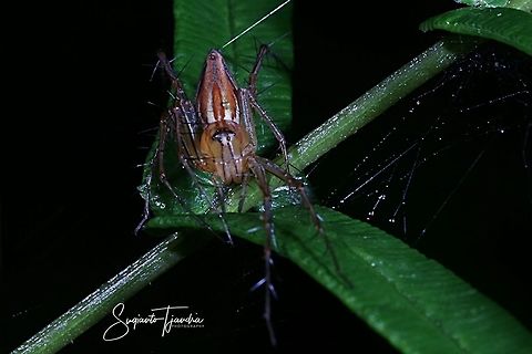 Lynx Spider (Oxyopidae sp.)  Fall,Geotagged,Indonesia