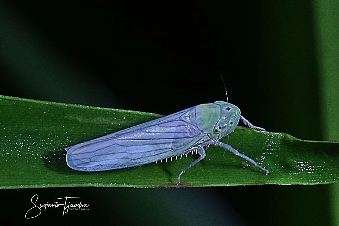 Leafhopper, Cicadellidae Sp.  Fall,Geotagged,Indonesia