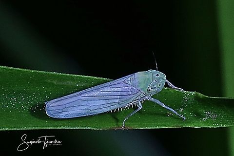 Leafhopper, Cicadellidae Sp.  Fall,Geotagged,Indonesia