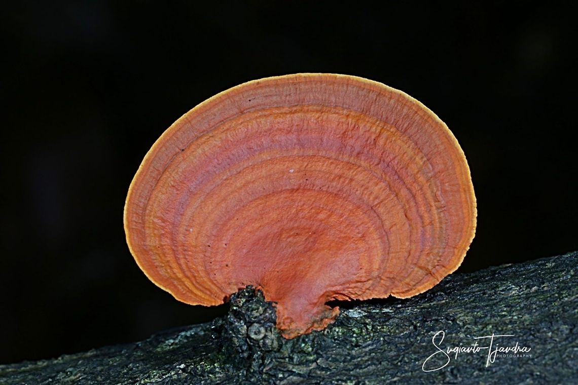 Lingzhi,  Ganoderma lucidum, an oriental fungus  Fall,Ganoderma lucidum,Geotagged,Indonesia,Lingzhi mushroom