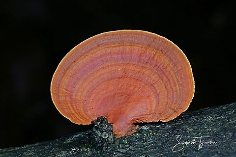 Lingzhi,  Ganoderma lucidum, an oriental fungus  Fall,Ganoderma lucidum,Geotagged,Indonesia,Lingzhi mushroom