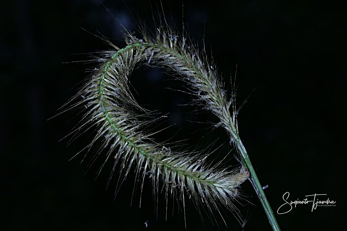 Lalang Grass Flower (Imperata Cylindrical)  Fall,Geotagged,Indonesia