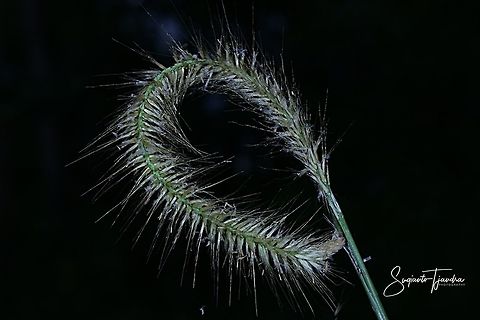 Lalang Grass Flower (Imperata Cylindrical)  Fall,Geotagged,Indonesia