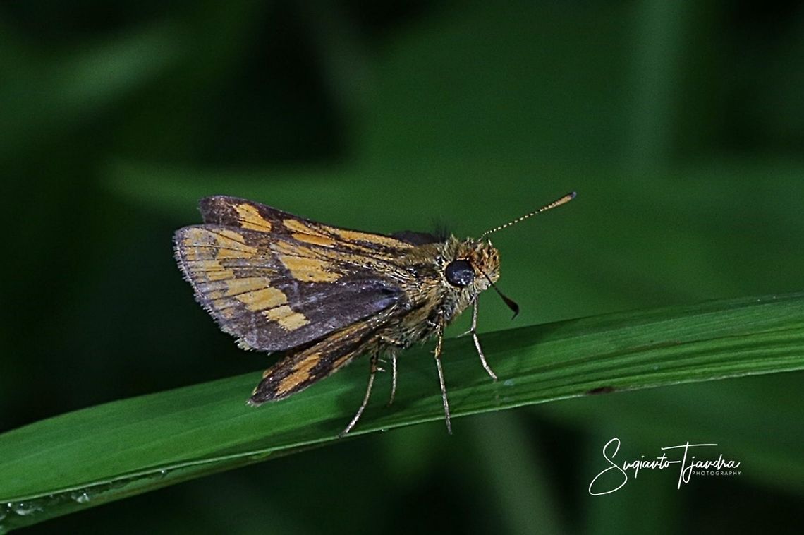 Skipper Butterfly - The Lesser Dart (Potanthus omaha)  Fall,Geotagged,Indonesia,Lesser dart,Potanthus omaha