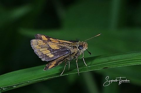 Skipper Butterfly - The Lesser Dart (Potanthus omaha)  Fall,Geotagged,Indonesia,Lesser dart,Potanthus omaha