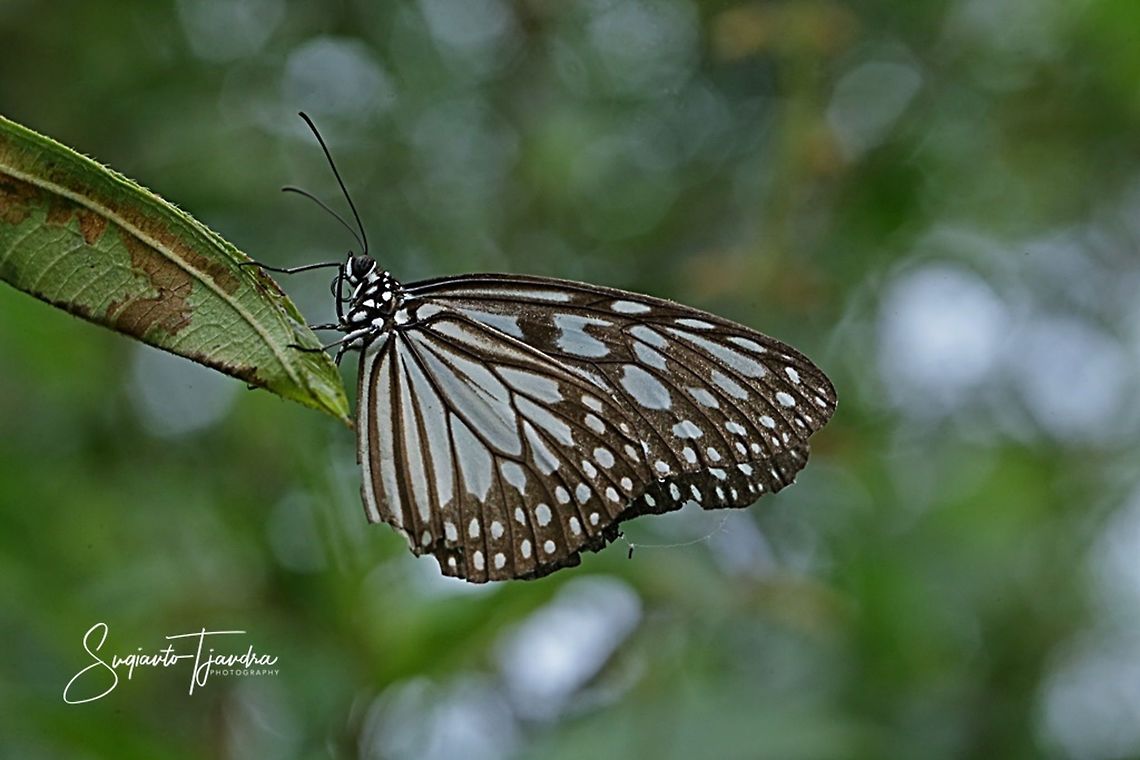 The Blue Glassy Tiger Butterfly  (Ideopsis vulgaris)  Blue Glassy Tiger,Fall,Geotagged,Ideopsis vulgaris,Indonesia