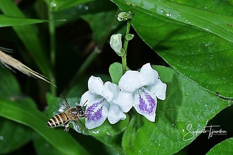 Honey bee  Fall,Geotagged,Indonesia