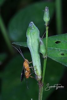 Braconidae wasp  Fall,Geotagged,Indonesia