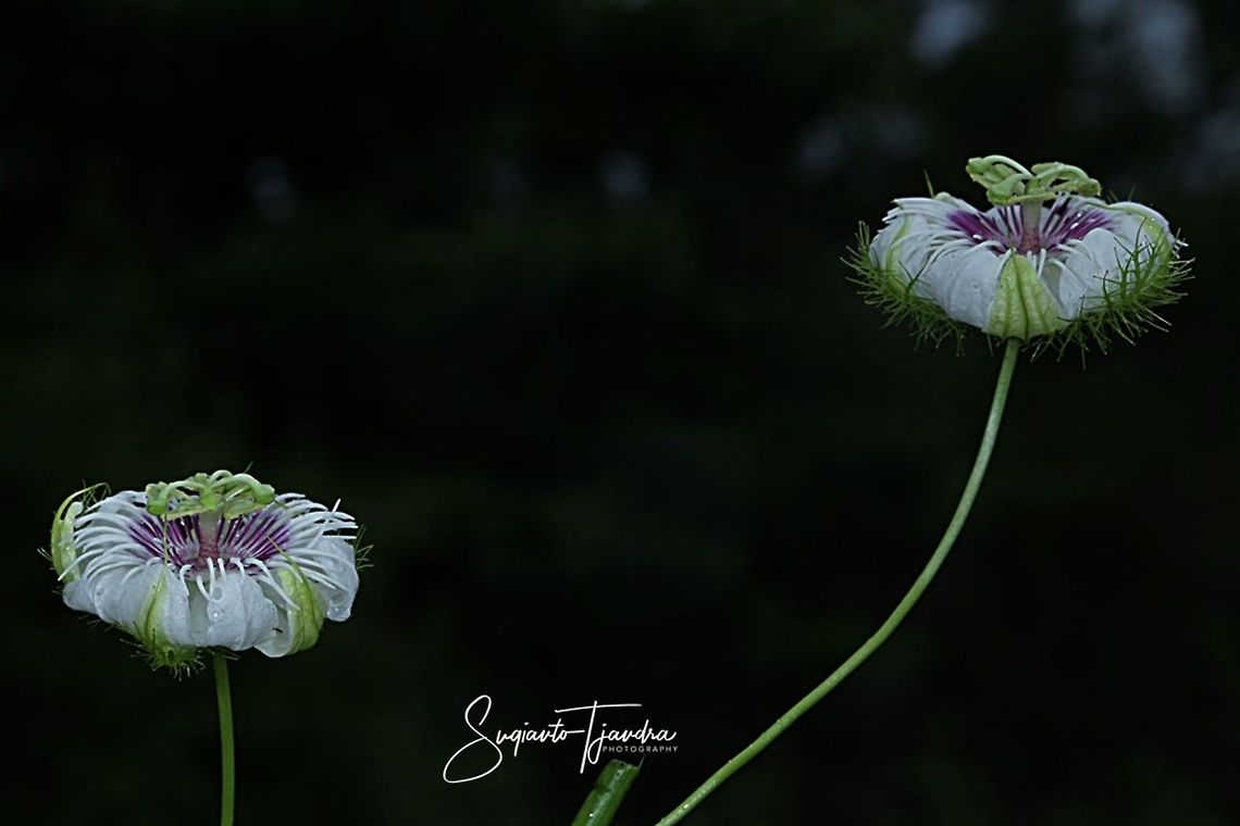 Passion Flower (Passiflora foetida)  Fall,Geotagged,Indonesia,Passiflora foetida,Stinking passionflower