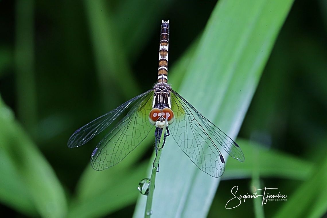 Short_tailed Dragonfly, Scarlet Dwarf (Nannophya pygmaea)  Fall,Geotagged,Indonesia