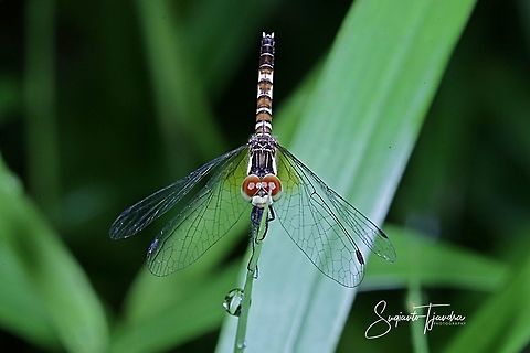 Short_tailed Dragonfly, Scarlet Dwarf (Nannophya pygmaea)  Fall,Geotagged,Indonesia