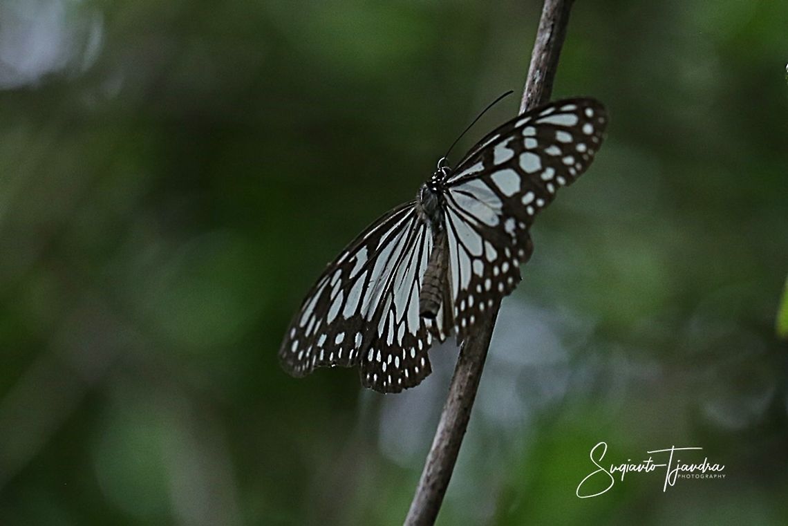 The Blue Glassy Tiger Butterfly  (Ideopsis vulgaris)  Blue Glassy Tiger,Fall,Geotagged,Ideopsis vulgaris,Indonesia