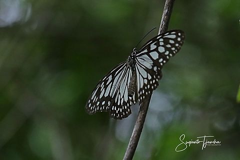The Blue Glassy Tiger Butterfly  (Ideopsis vulgaris)  Blue Glassy Tiger,Fall,Geotagged,Ideopsis vulgaris,Indonesia