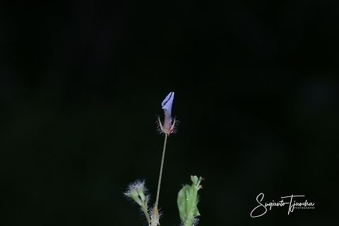 Blue tiny flower of weeds  Fall,Geotagged,Indonesia