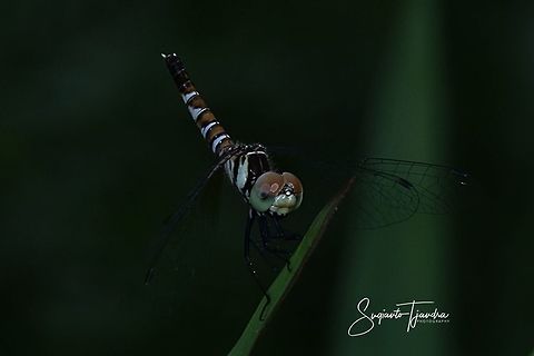 Short_tailed Dragonfly, Scarlet Dwarf (Nannophya pygmaea)  Fall,Geotagged,Indonesia