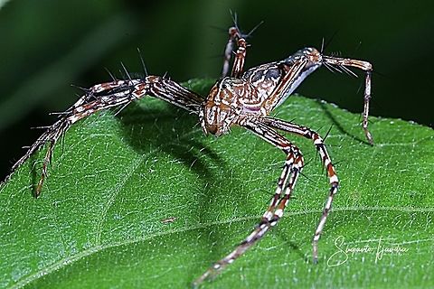 Lynx Spider, Hamadruas Sp  Fall,Geotagged,Indonesia