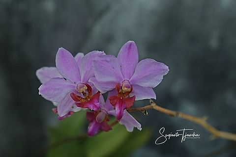 Orchid flowers  Fall,Geotagged,Indonesia
