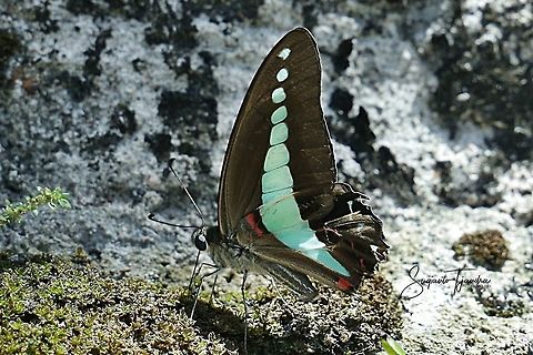 Common Bluebottle (Graphium sarpedon luctatius)  Fall,Geotagged,Graphium sarpedon luctatius,Indonesia