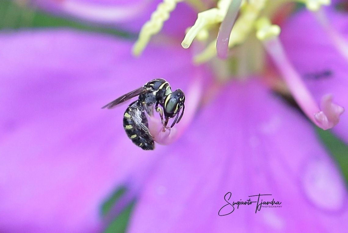 Stingless bee (Meliponini)  Fall,Geotagged,Indonesia